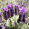 Lavender Sage